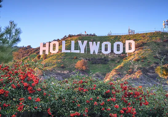 The Opportunity Windows for Premium Video Content