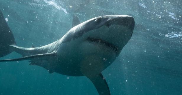 Warner Bros. Discovery Announces Robust Roster of Advertisers for Shark ...