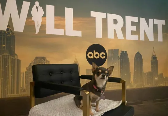 ABC and Freeform at TCA: Betty the Chihuahua of "Will Trent" Steals the Show
